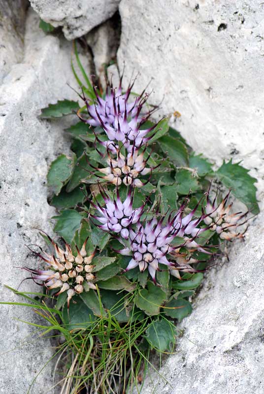 Physoplexis comosa   / Raponzolo di roccia